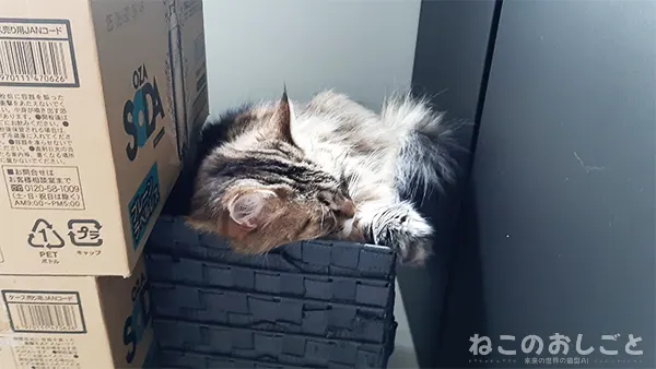 カゴに入って寝る ノルウェージャンフォレストキャット